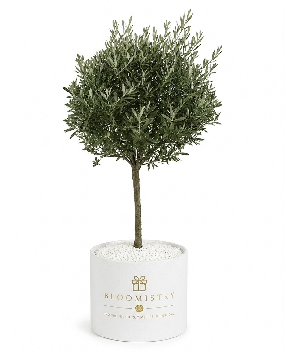 Mediterranean Olive Tree