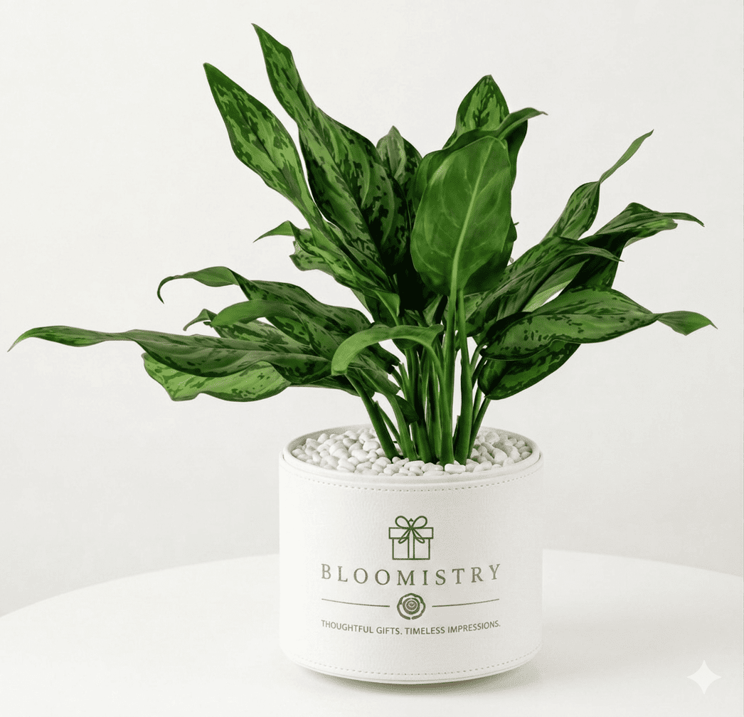 Silver Aglaonema