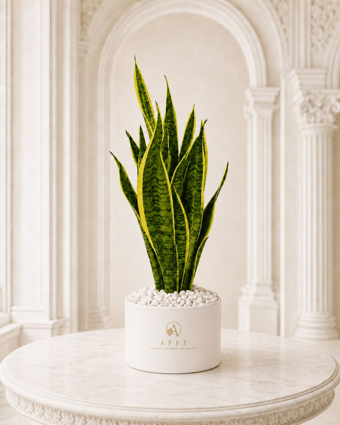 Golden Spire Snake Plant