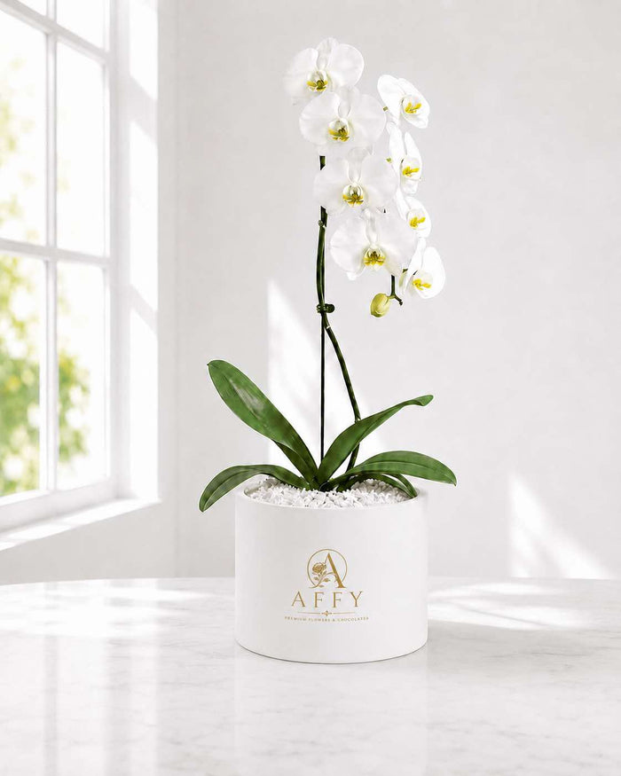 Blanc Maison Orchid