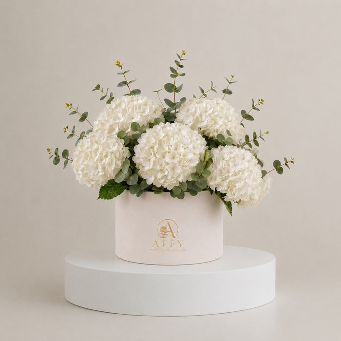 Hydrangea White in Box