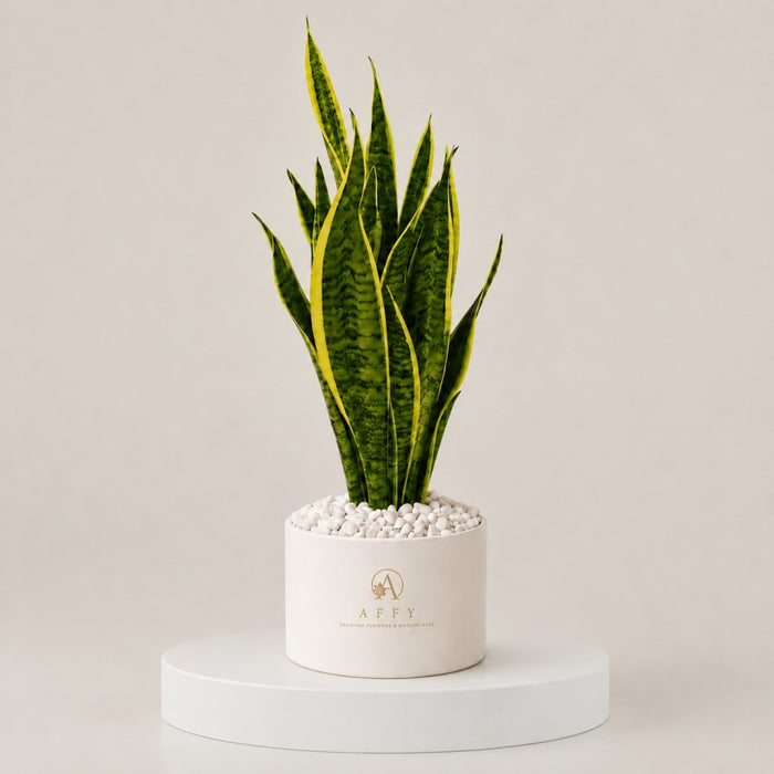 Golden Spire Snake Plant