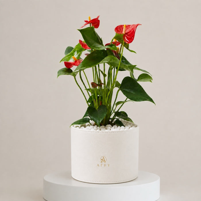 Red Anthurium Royale