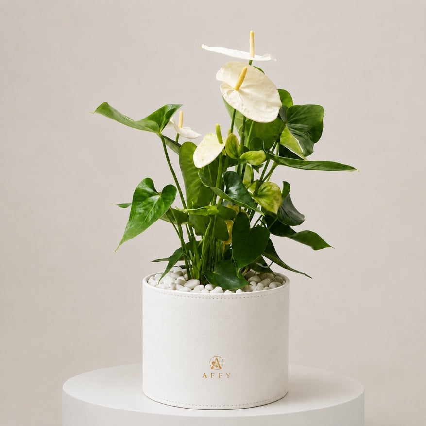 Ivory Anthurium Élégance