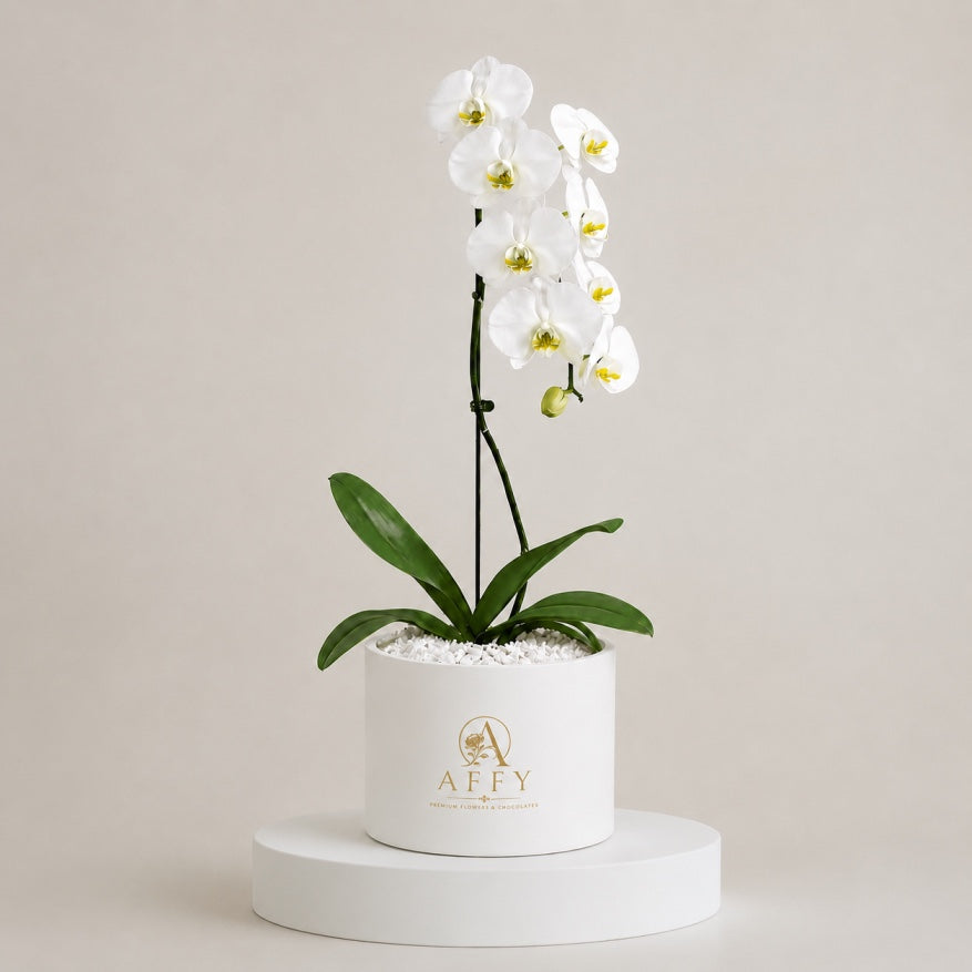 Orchid