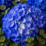 Blue Hydrangea in Box hat box – detail view