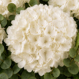 Hydrangea White in Box hat box – detail view
