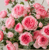 Pink Julieta garden roses – close-up detail, Affy Dubai