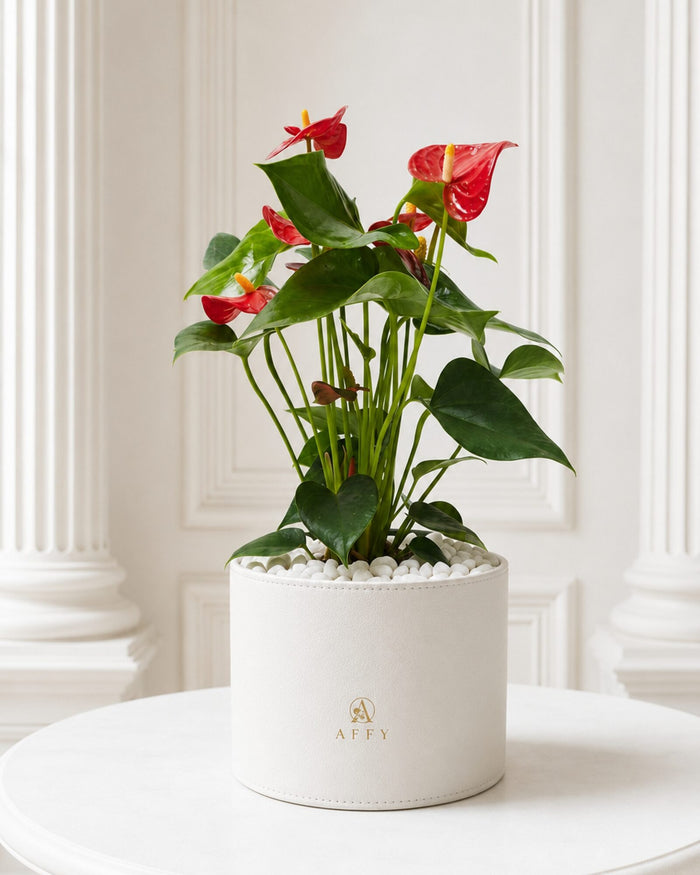 Red Anthurium Royale