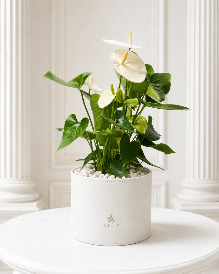 Ivory Anthurium Élégance