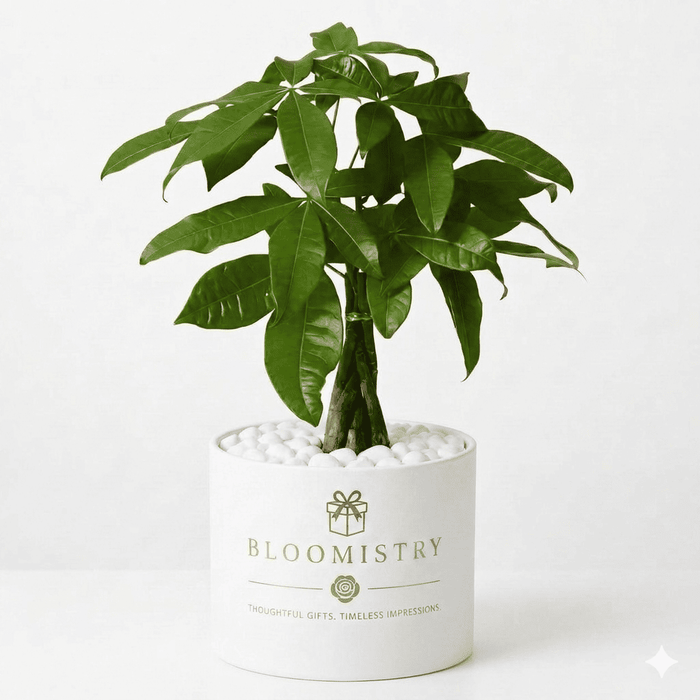 Braided Money Tree