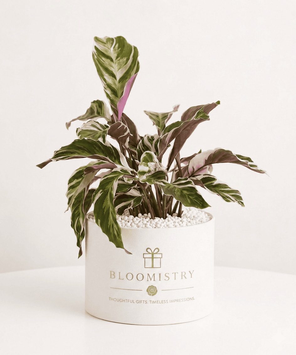 Calathea White Fusion