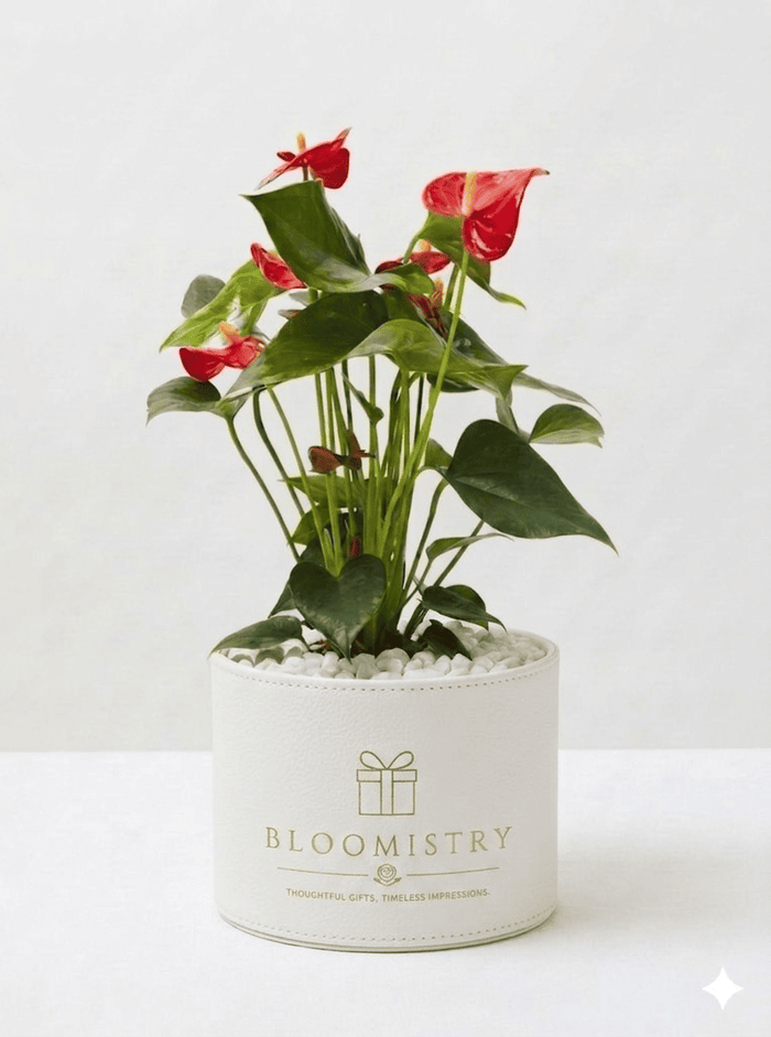 Crimson Anthurium Plant