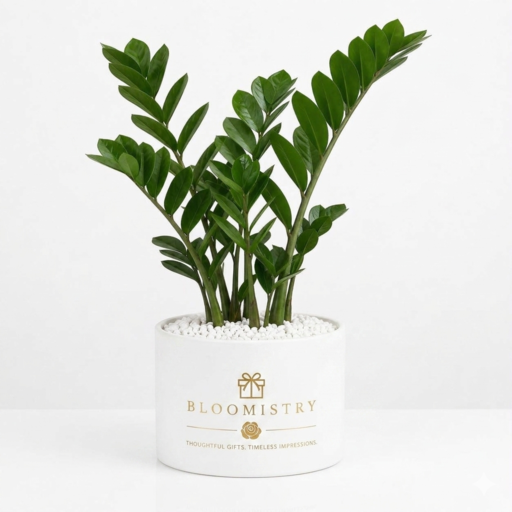 Emerald ZZ Plant