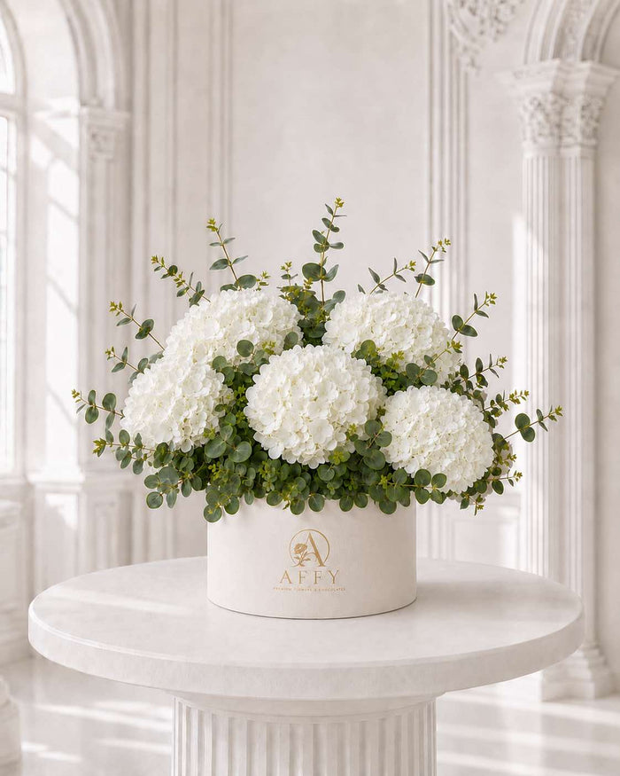 Hydrangea White in Box