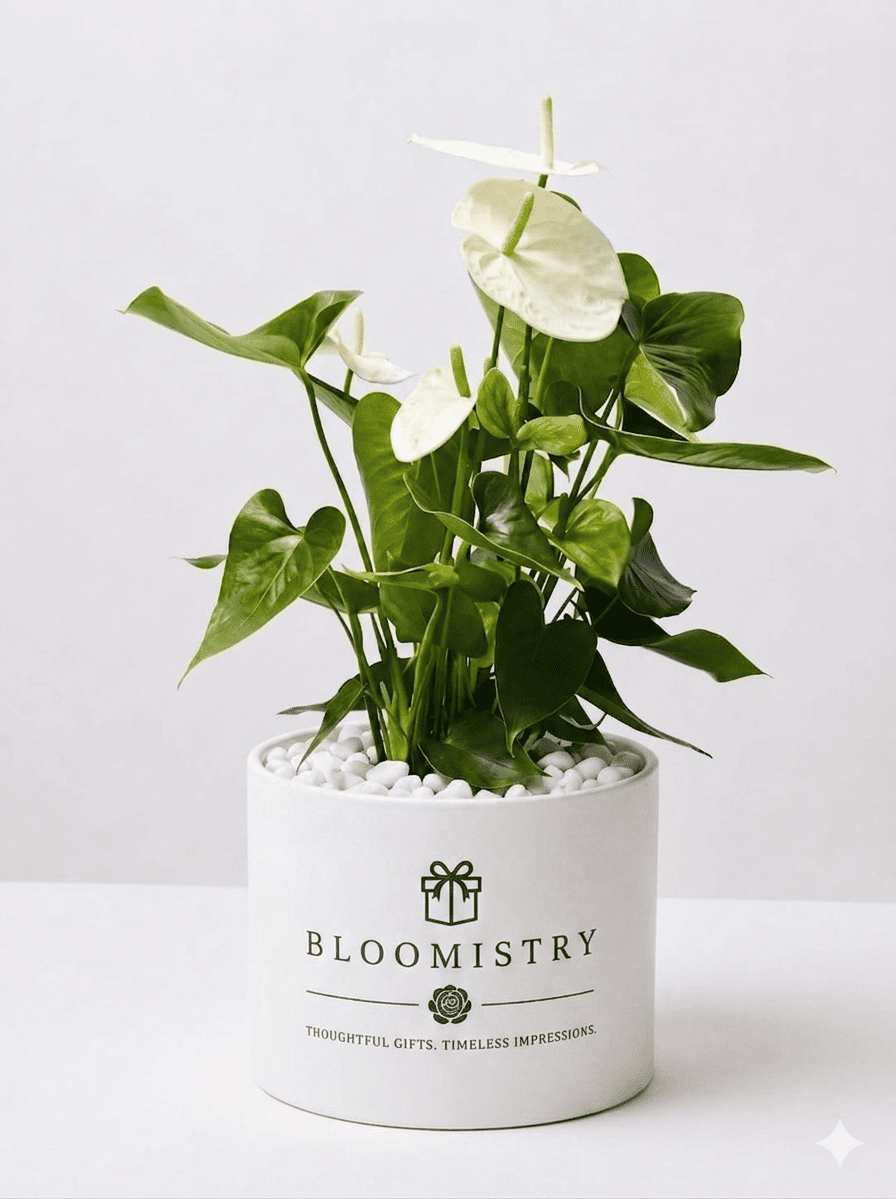 Ivory Anthurium Plant