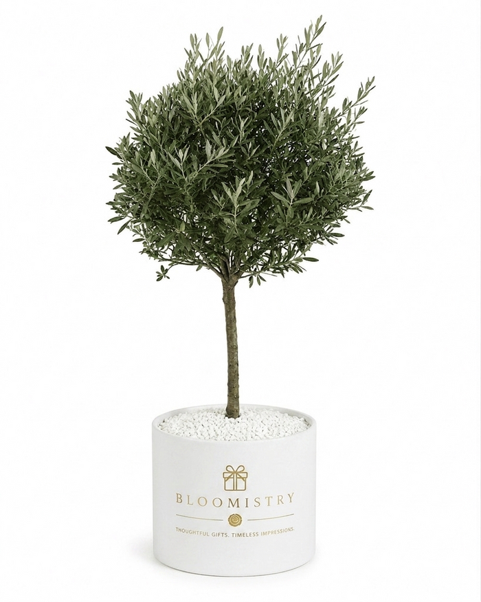 Mediterranean Olive Tree