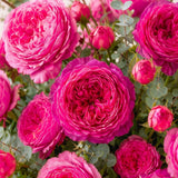 Palais Rosé Juliette pink garden roses – close-up detail, Affy Dubai