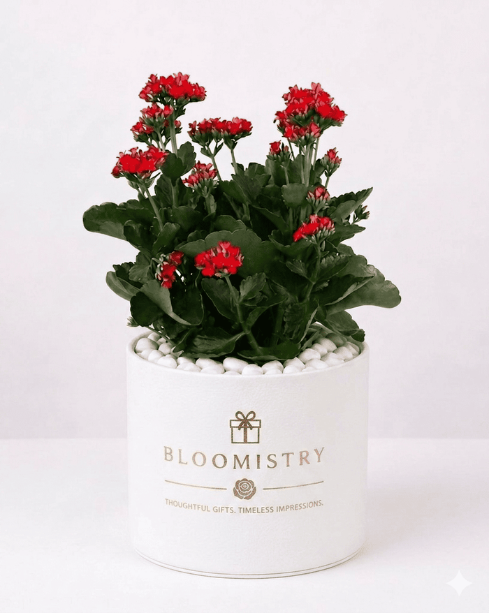 Scarlet Kalanchoe